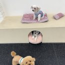 오늘DOG예쁨 이미지