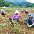 충북농업기술원 마늘연구소 이미지