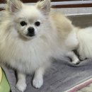 카페 보흠
