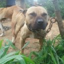 명일농장 이미지