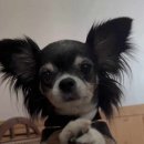 아지발바닥 이미지