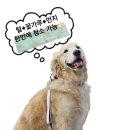 반려견살림템: 닥터에클린 더클 점착식 청소포 후기