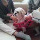 조이동물병원 이미지