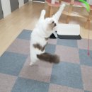 고양이호텔 묘랑묘랑 이미지