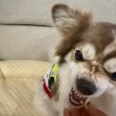 웰케어 | 내돈내산]약 안 먹는 강아지도 10초 컷! 강아지 투약 스트레스 끝!이지하이드 트릿, 웰케어 생유산균 후기✨