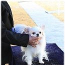 윈터펠 치와와 이미지