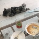 카페루바토 - 11773 | 카페루바토