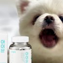 마이창:슈슈