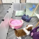 잘해줄개 이미지