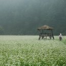 봉평메밀진미식당 이미지