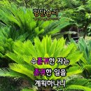 샬롬 Daum카페
