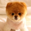 이쁜강아지 이미지