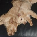 그레이닝 Graining 이미지