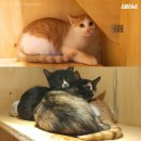 동물병원 앞 이미지