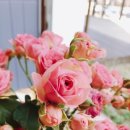 추카추카 이미지