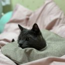 넥카라] 플라스틱, 오도넛, 따공(따뜻한 공존) 넥카라 내돈내산 후기 및 추천 (오버그루밍 &amp; 알러지...