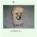 피식 이미지