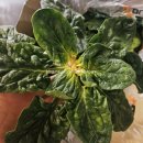 신안 빛고을 마트 앞 | 신안섬초의 매력, 신안섬초 비금 도초 시금치 맛있게 먹기