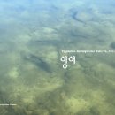 먹이활동에 분주한 잉어 Carp busy with feeding activities 이미지