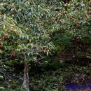 언덕나무펜션 이미지