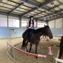 피터팬승마캠프 | [군산대학교 교양 리뷰] 승마입문