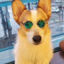 하이멍멍 이미지