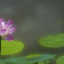 홍연 Daum카페