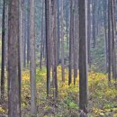 편백향기 이미지