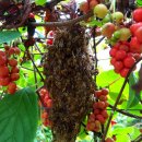 매화동길 8 이미지