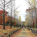 은행나무길 이미지