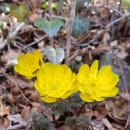 봉래산시름재 | 고흥 봉래산/노란복수초와 노루귀를 만난 봄맞이산행.