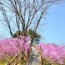 진분홍의 천상화원, 비슬산 참꽃군락지를 가다! 이미지