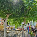 나무그늘의 작은집 작은세상 이미지