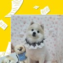 댕실 네이버블로그