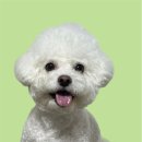 하이슈슈 이미지