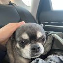 배봉사 | [국제청년센터] 26.03.28 파주 운정역 유기견 보호소 봉사 후기