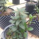 해오름농장-1 이미지