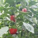 별빛농장 이미지