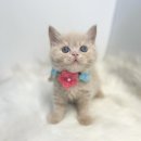 캣챱