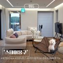 동건스애견카페 | 인천 영종도펜션 독채 애견동반 숙소 추천 스테이뭉구 뭉게동 후기