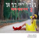 자연숲 이미지