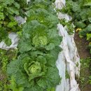 오미농장 이미지