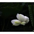 백련
