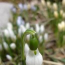 스노우드롭 이미지