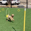 경포몽애견펜션 이미지