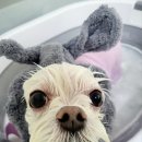 하이 멍뭉아 이미지