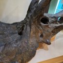 덕소자연사박물관 이미지