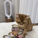 고양이 요로 건강을 위한 새로운 선택! 위시본 습식캔 7종 체험기