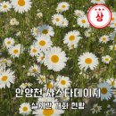꽃-가족 | 안양 샤스타데이지 안양천 꽃 명소 숨은 주차장 실시간 개화현황