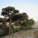 파사성 소나무 이미지